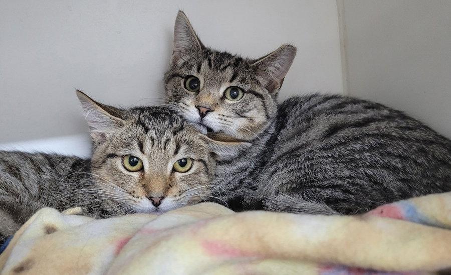 Enlarge Kitten Brothers Raab and Dico, a Adoptable mixed breed in Cuyahoga Falls, OH image 3/3
