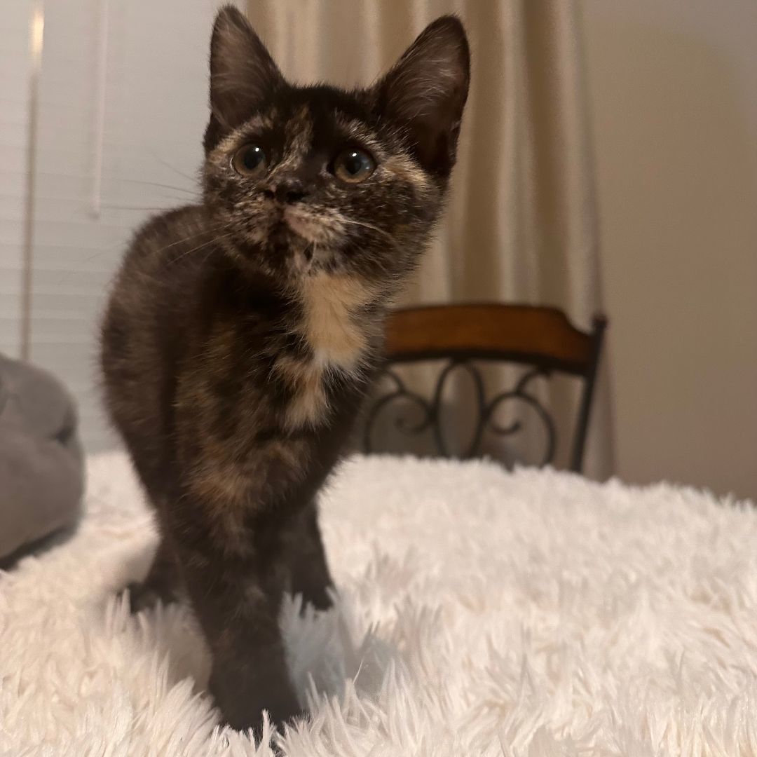 Enlarge Gatsby, a Adopted Tortoiseshell in Lexington, KY image 1/1