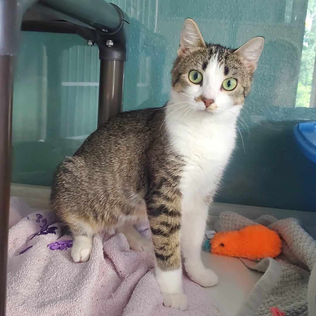 Brynn, a ADOPTABLE Domestic Short Hair in Hutchinson, MN image 2/6