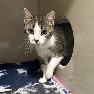 Brynn, a ADOPTABLE Domestic Short Hair in Hutchinson, MN image 3/6