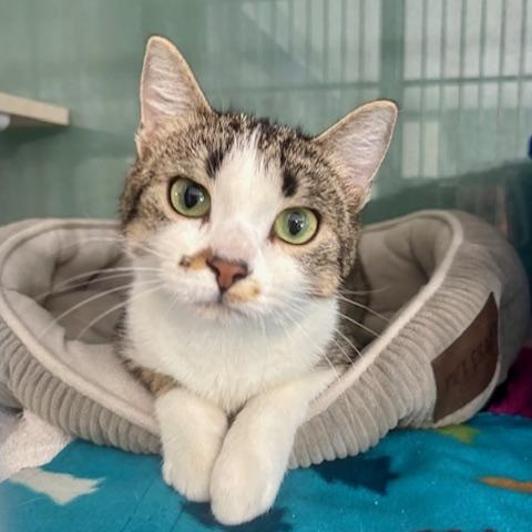 Brynn, a ADOPTABLE Domestic Short Hair in Hutchinson, MN image 1/6