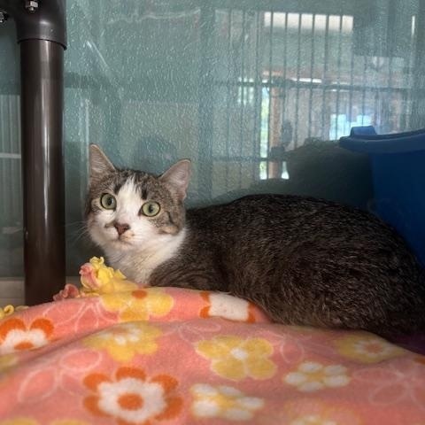 Brynn, a ADOPTABLE Domestic Short Hair in Hutchinson, MN image 5/6