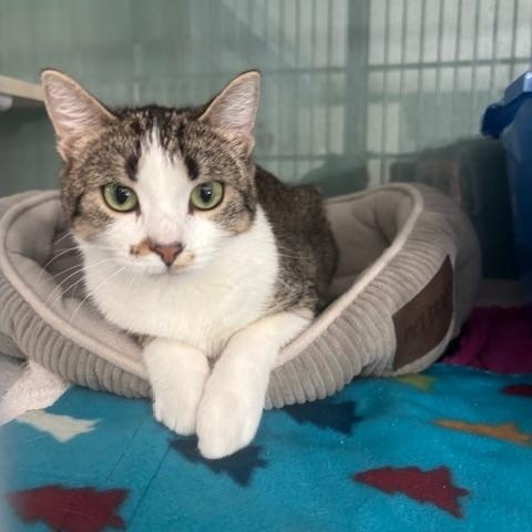 Brynn, a ADOPTABLE Domestic Short Hair in Hutchinson, MN image 6/6