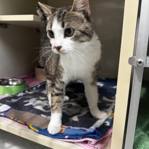 Brynn, a ADOPTABLE Domestic Short Hair in Hutchinson, MN image 4/6