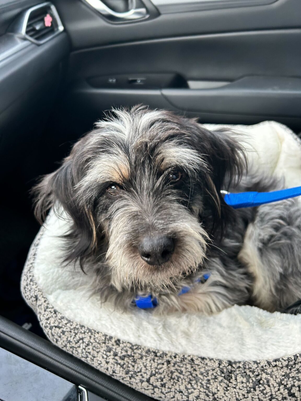 Scruffy, Adopted, Young Male Dachshund.