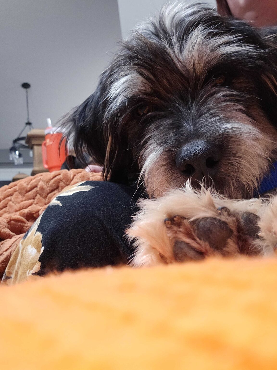 Enlarge Scruffy, a Adopted Dachshund in Sandy, UT image 2/6