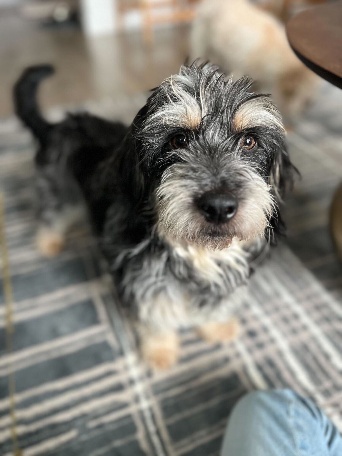 Enlarge Scruffy, a Adopted Dachshund in Sandy, UT image 3/6