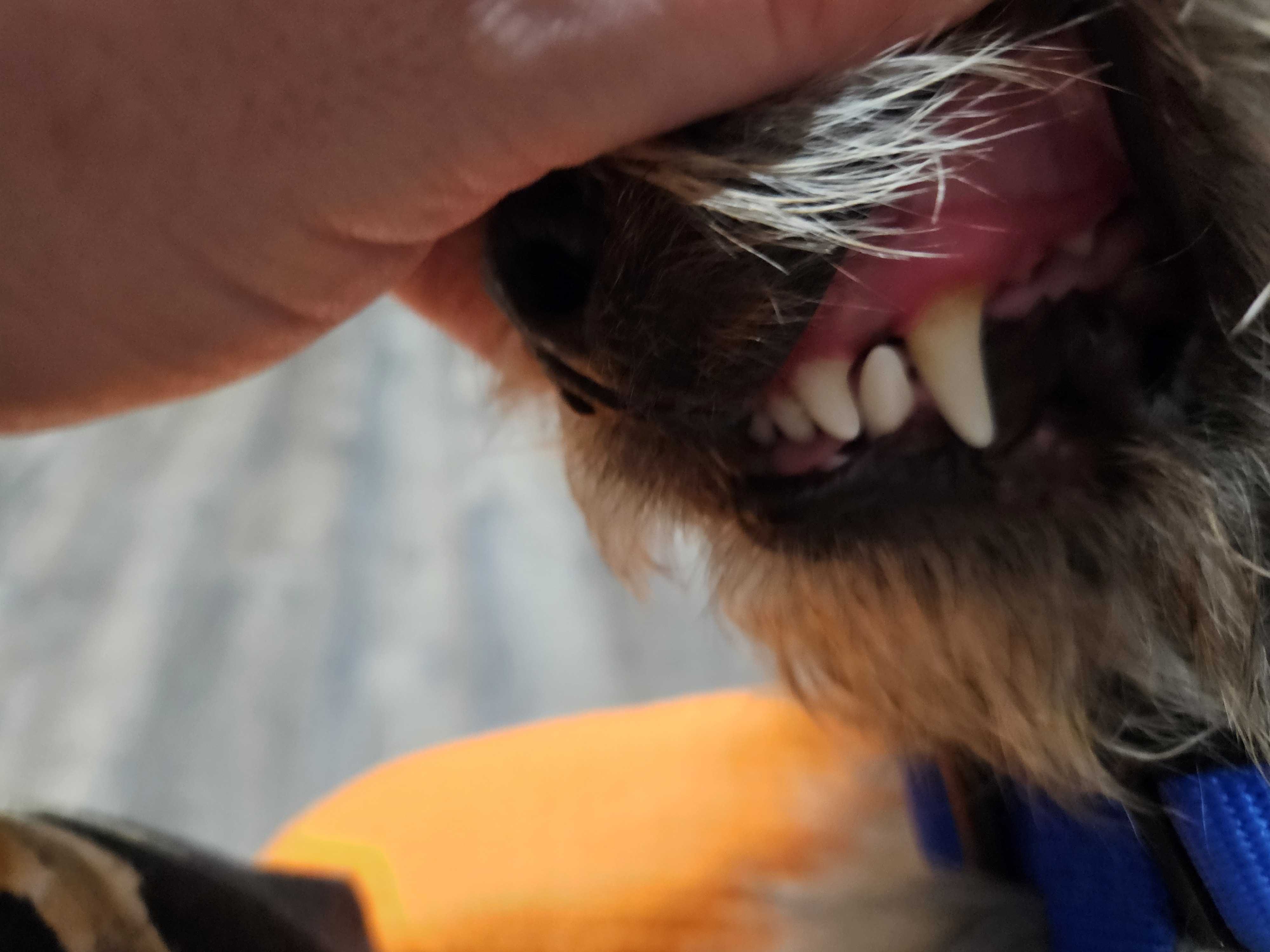 Enlarge Scruffy, a Adopted Dachshund in Sandy, UT image 4/6