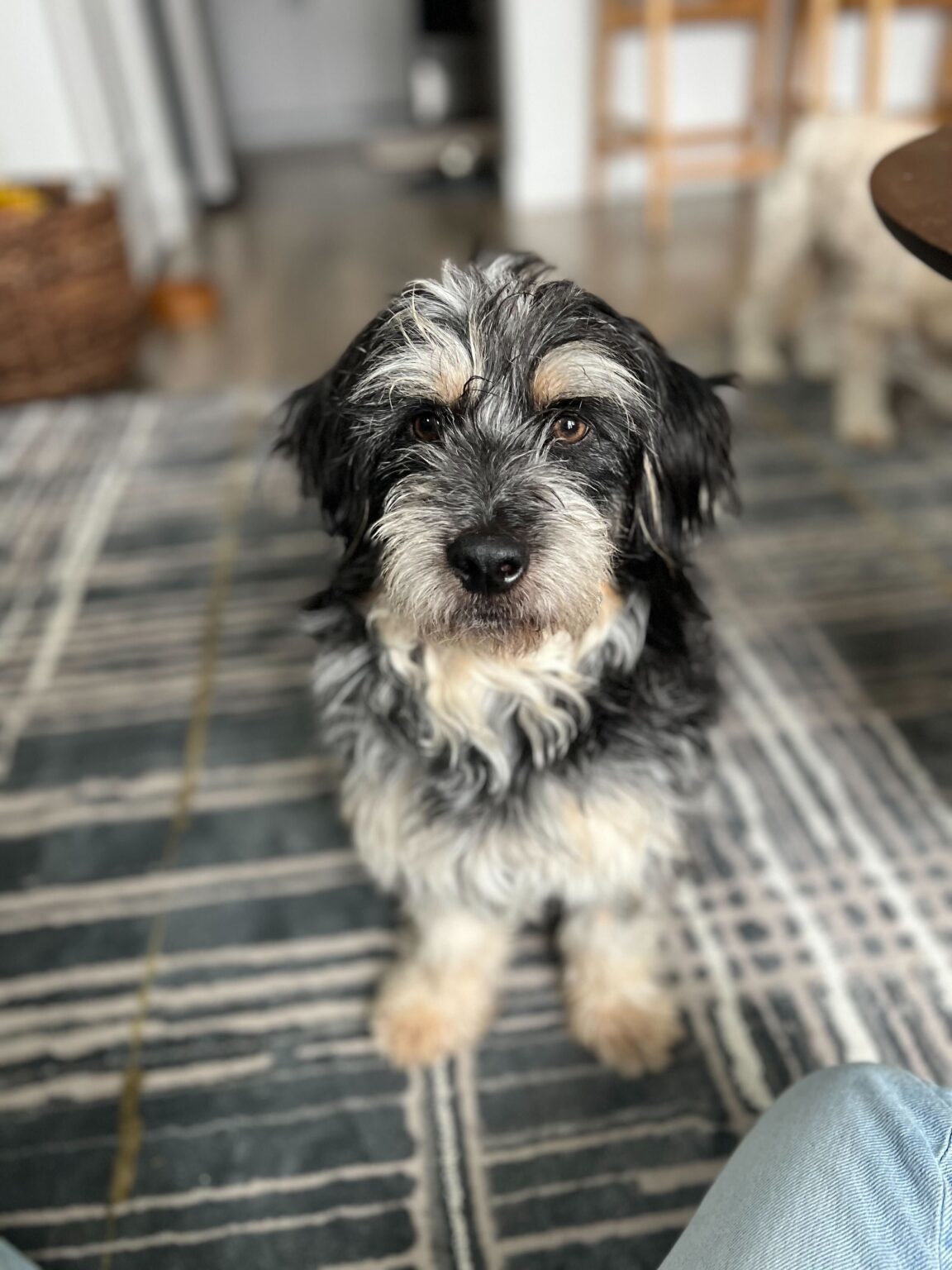 Enlarge Scruffy, a Adopted Dachshund in Sandy, UT image 5/6