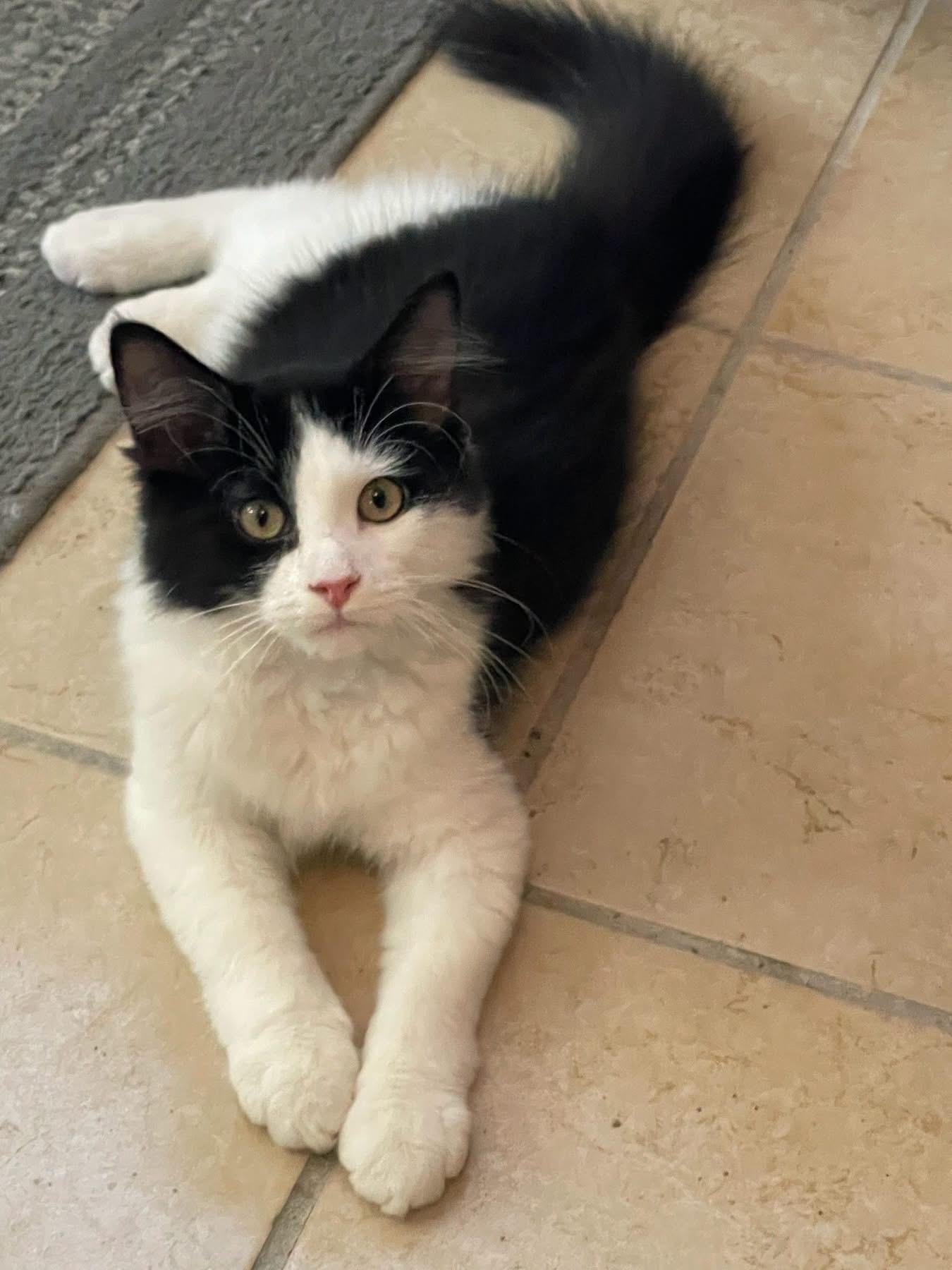 Kevin, adopted, Kitten Male Domestic Medium Hair.