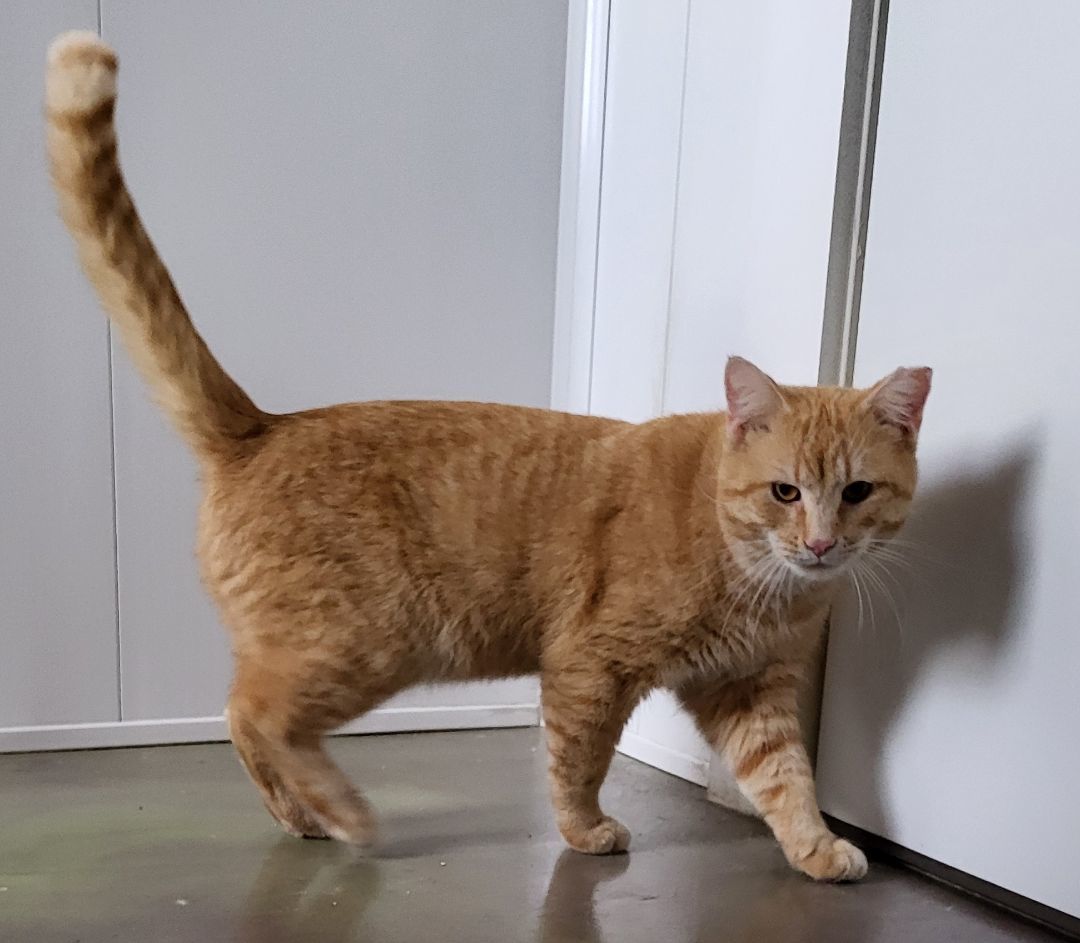 Ringo, a Adoptable Domestic Short Hair in Anna, IL image 1/4