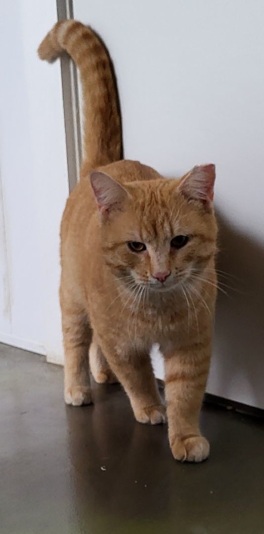 Ringo, a Adoptable Domestic Short Hair in Anna, IL image 3/4