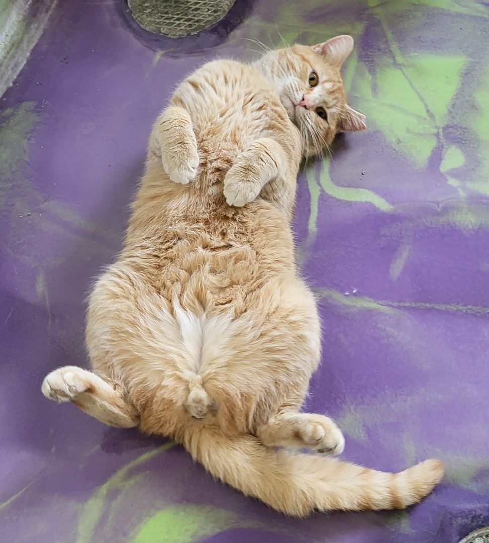 Ringo, a Adoptable Domestic Short Hair in Anna, IL image 4/4