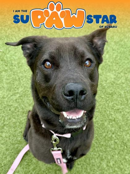 Nikki, a Adoptable mixed breed in Wichita, KS image 2/3
