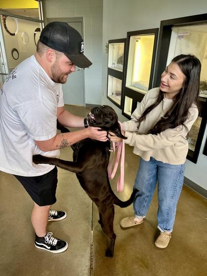 Nikki, a Adoptable mixed breed in Wichita, KS image 3/3