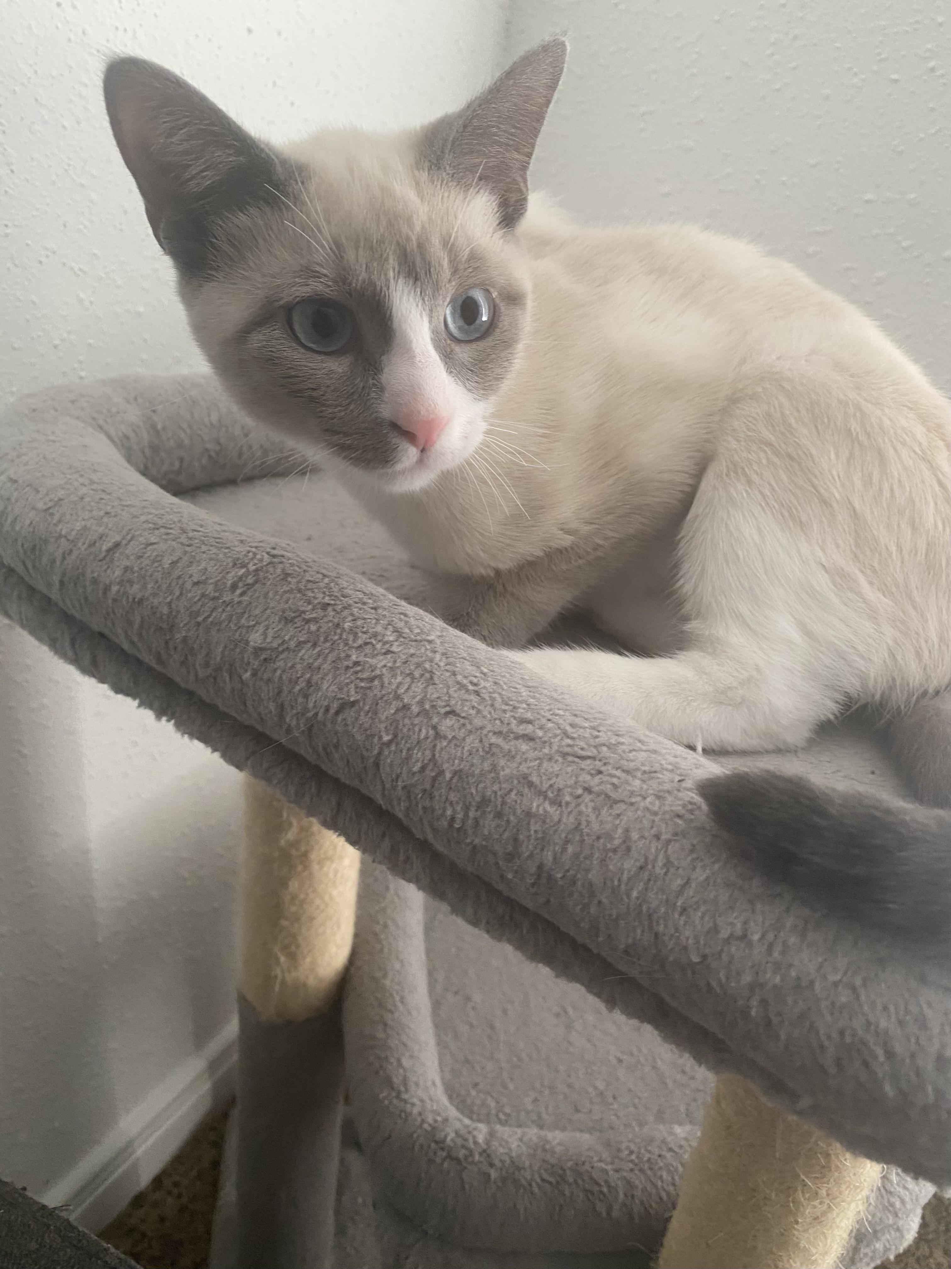 Haiku, adopted, Young Male Snowshoe.