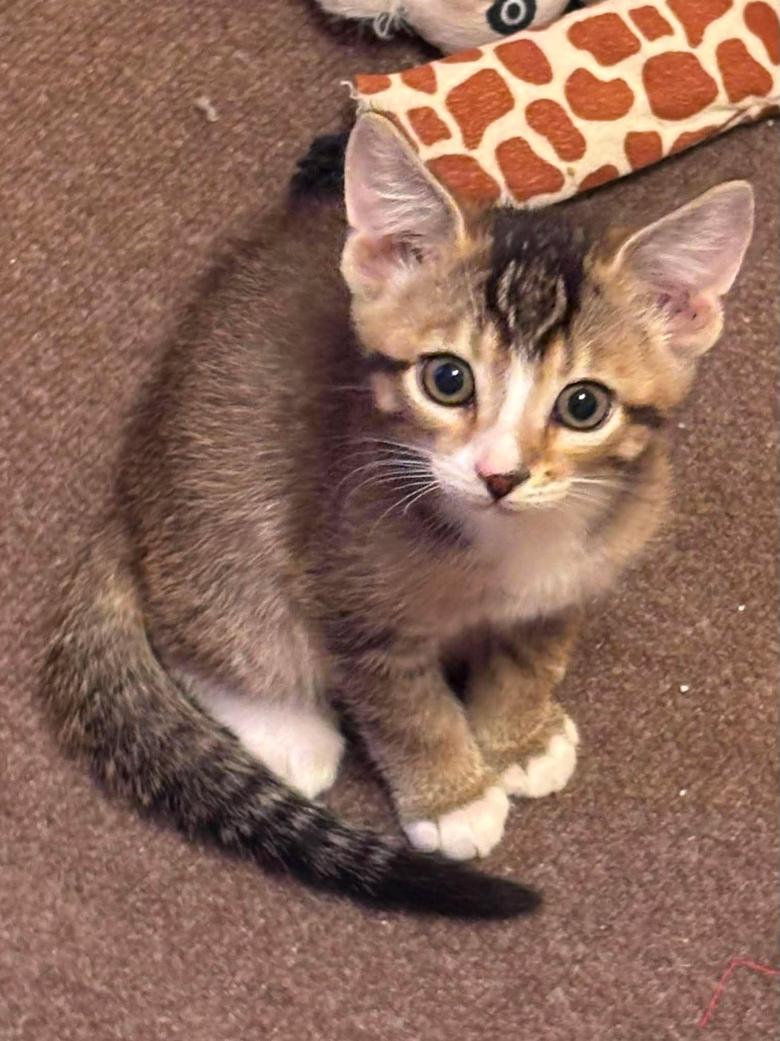 FIDGET, adopted, Kitten Male Domestic Short Hair.