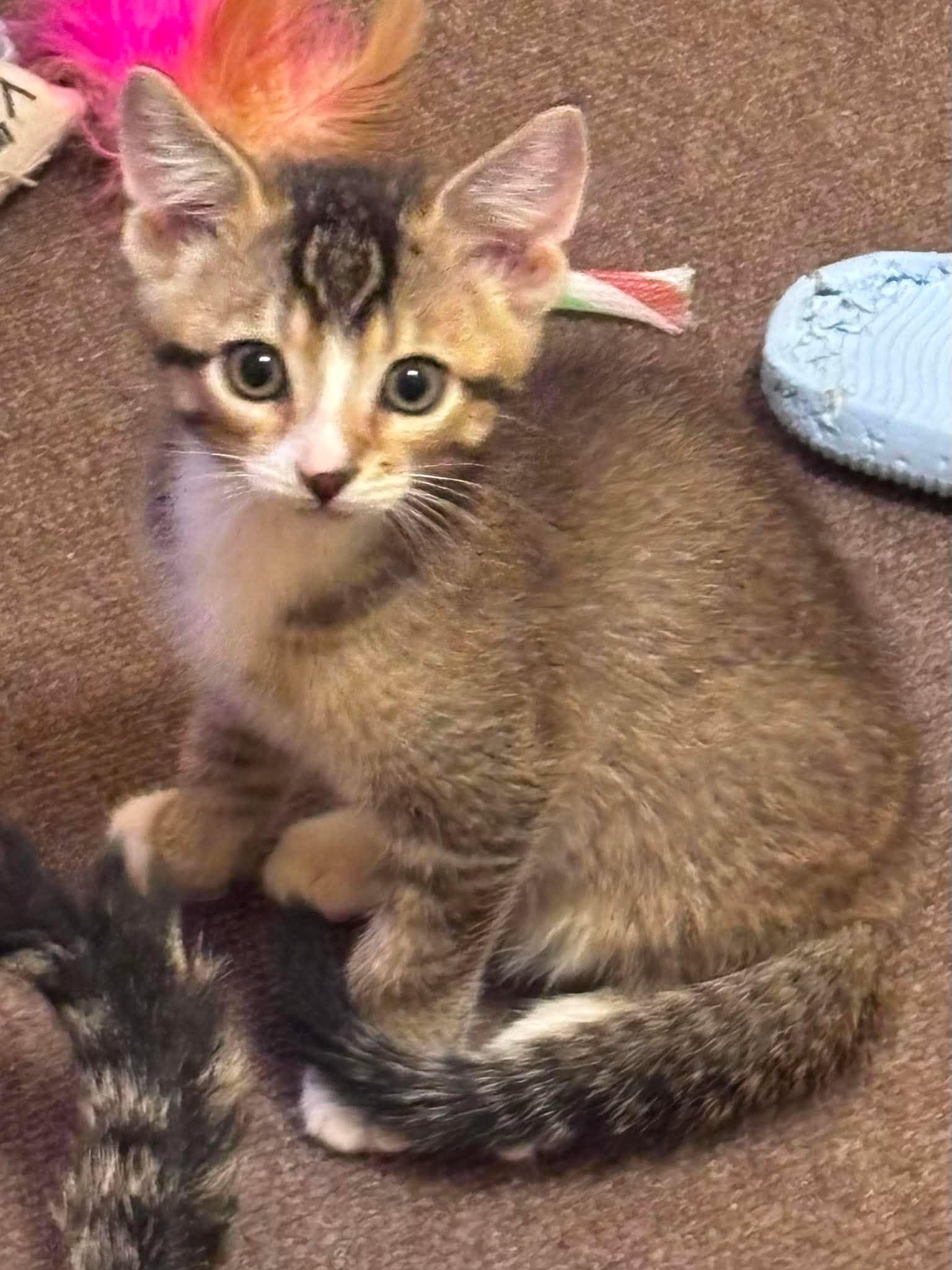 Enlarge FIDGET, an adopted Domestic Short Hair in Tillsonburg, ON image 4/6