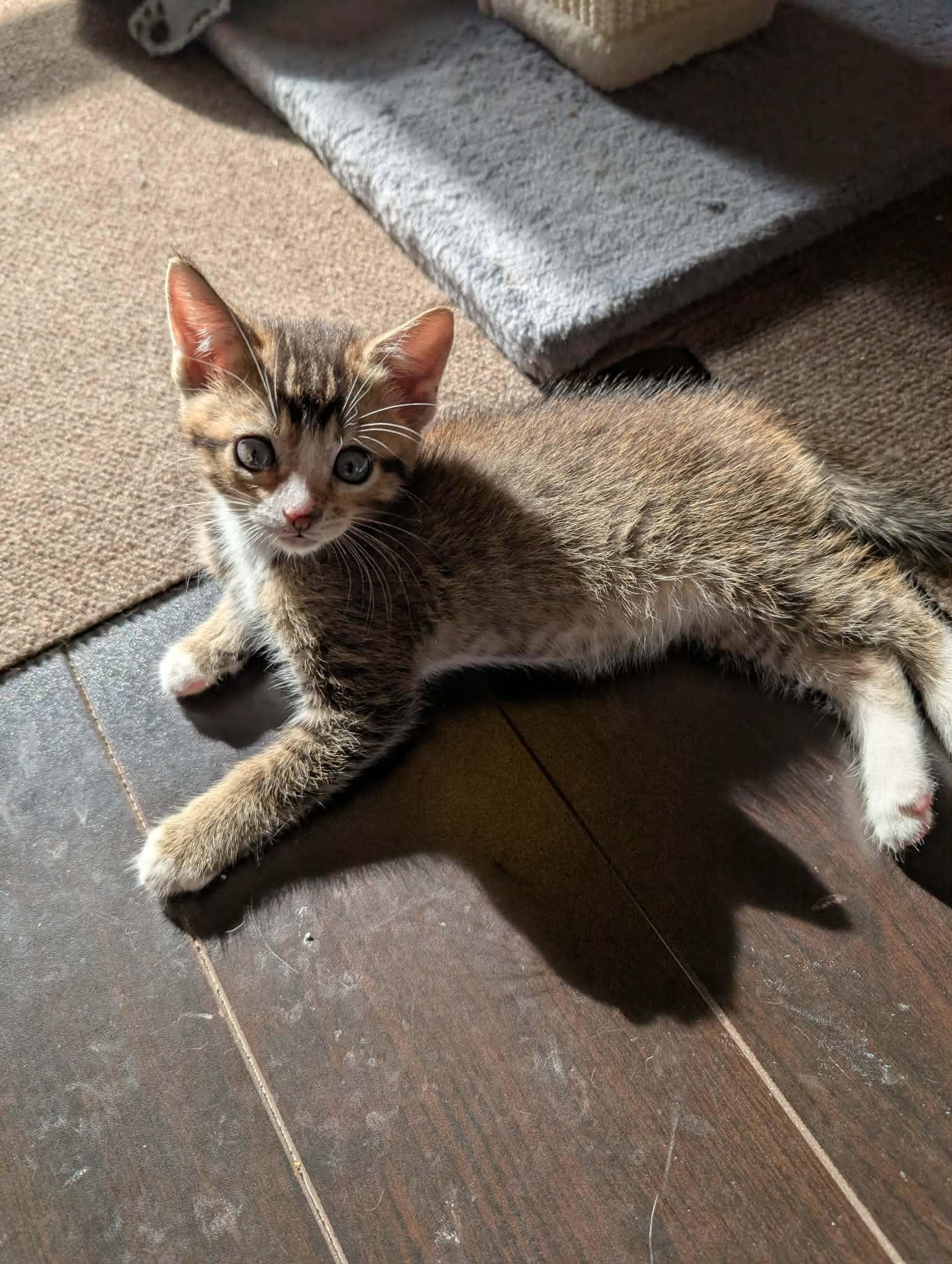 Enlarge FIDGET, an adopted Domestic Short Hair in Tillsonburg, ON image 2/6