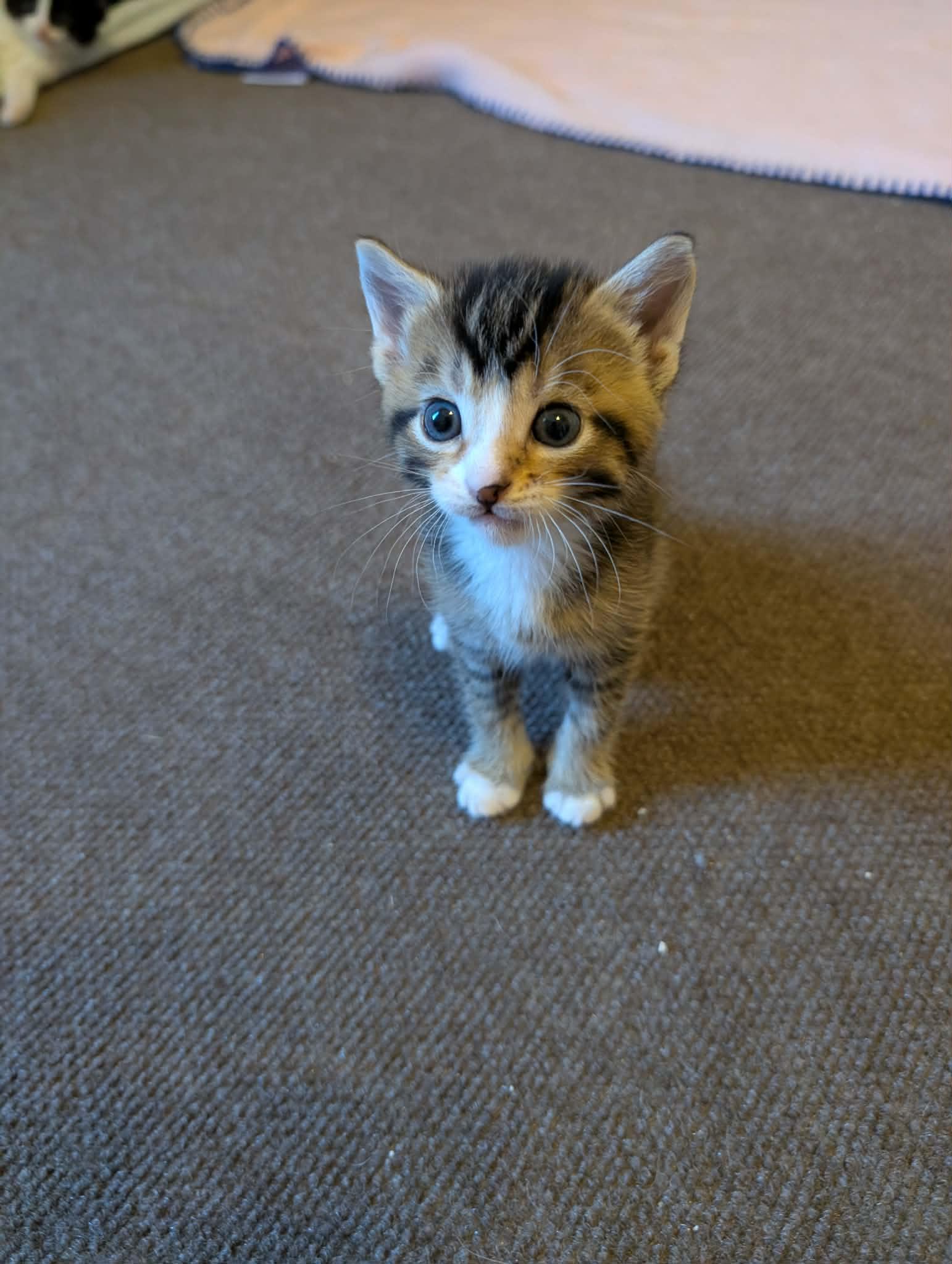 Enlarge FIDGET, an adopted Domestic Short Hair in Tillsonburg, ON image 5/6