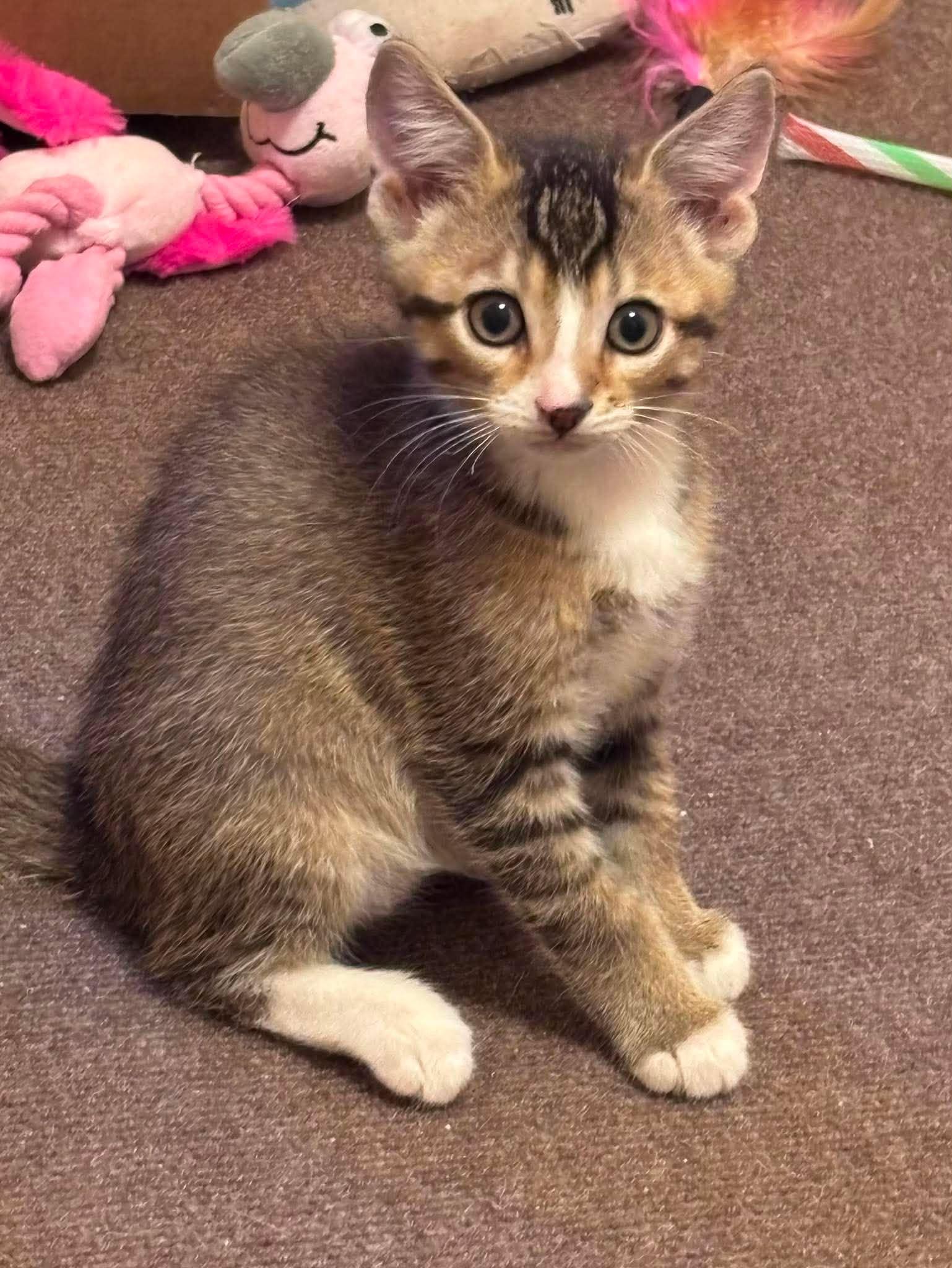 Enlarge FIDGET, an adopted Domestic Short Hair in Tillsonburg, ON image 3/6