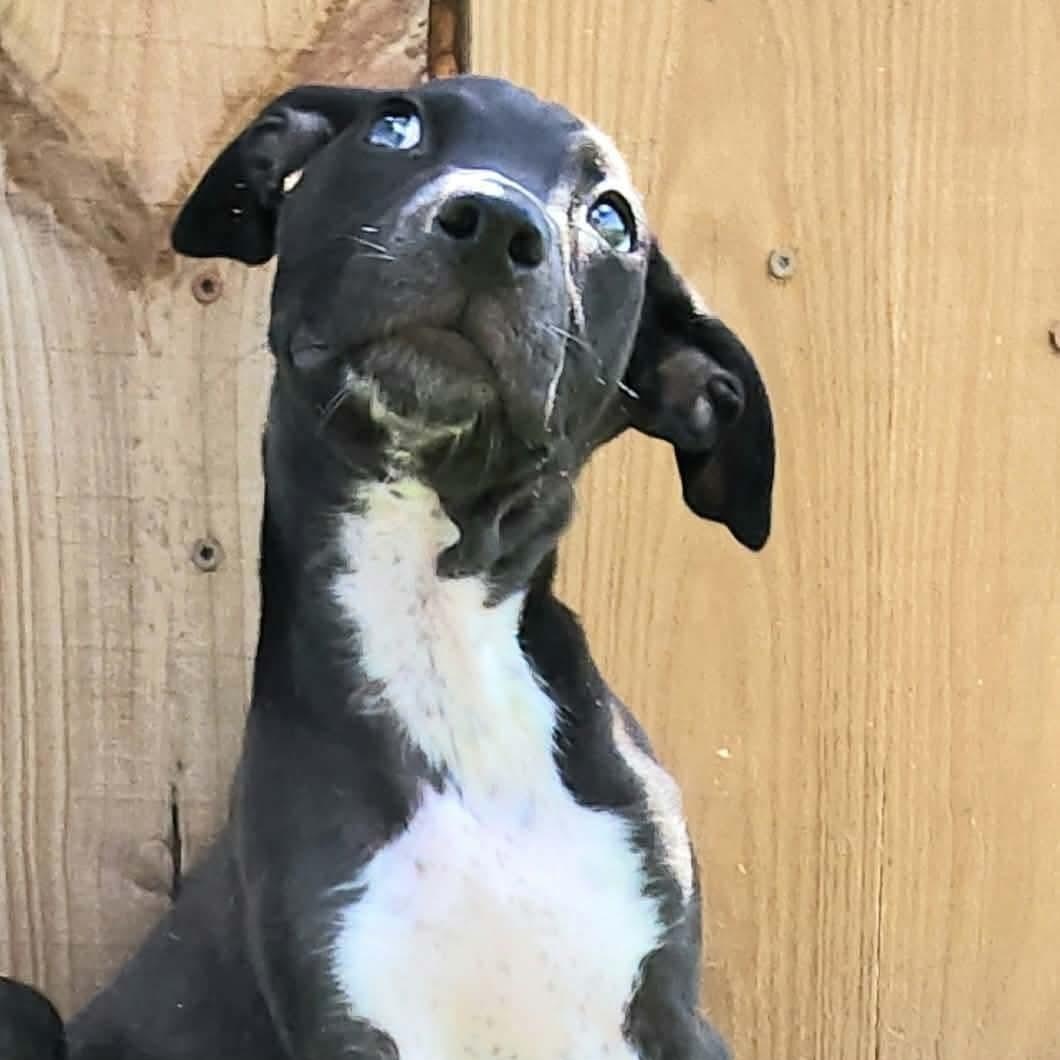 Enlarge Parfait, a Adoptable mixed breed in Buffalo, NY image 3/6