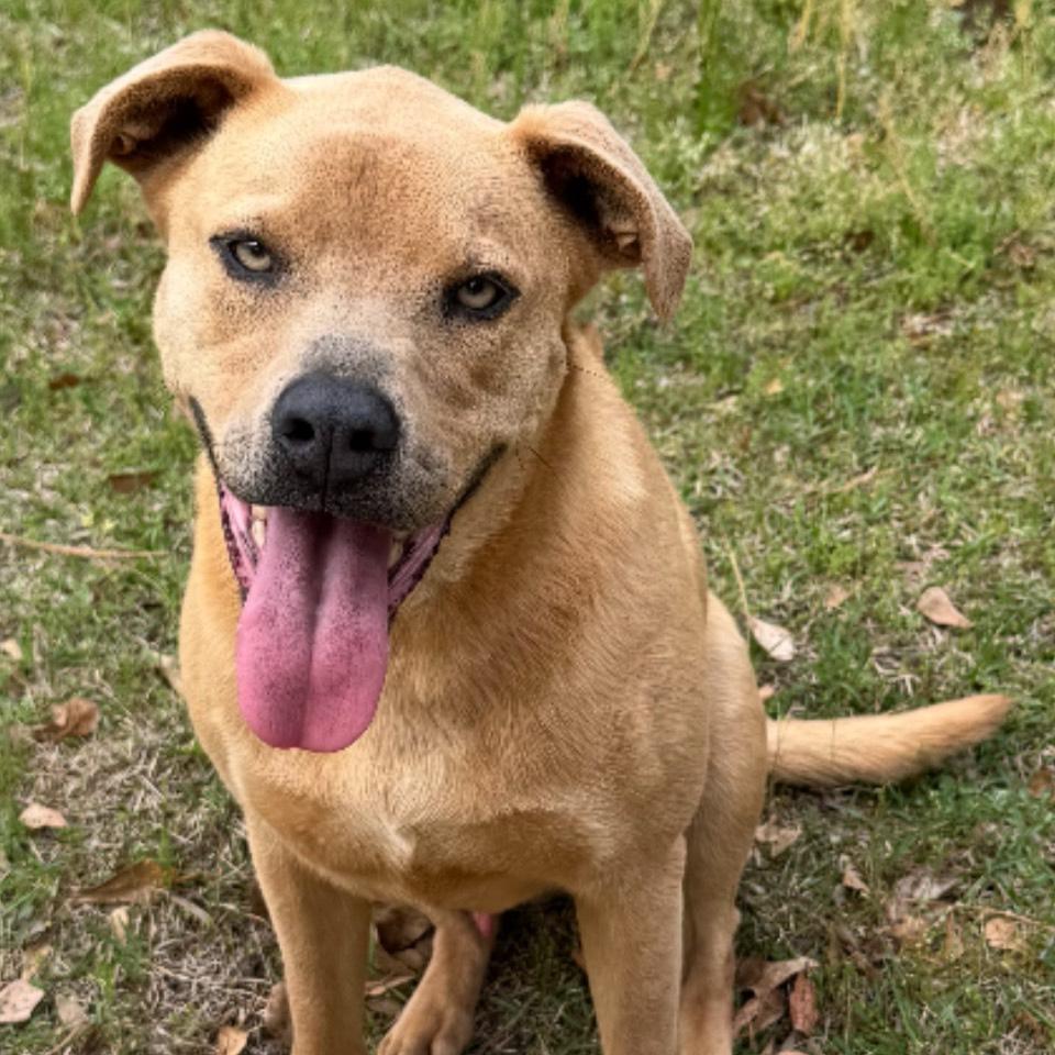 Toby, a Adoptable mixed breed in Washington, DC image 1/3