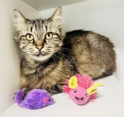 Enlarge Remedy (FIV+), a Adoptable mixed breed in Savannah, GA image 1/3