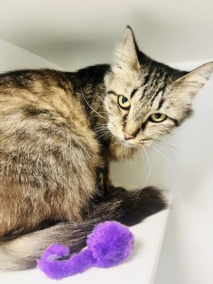 Enlarge Remedy (FIV+), a Adoptable mixed breed in Savannah, GA image 2/3