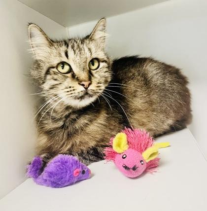 Enlarge Remedy (FIV+), a Adoptable mixed breed in Savannah, GA image 3/3