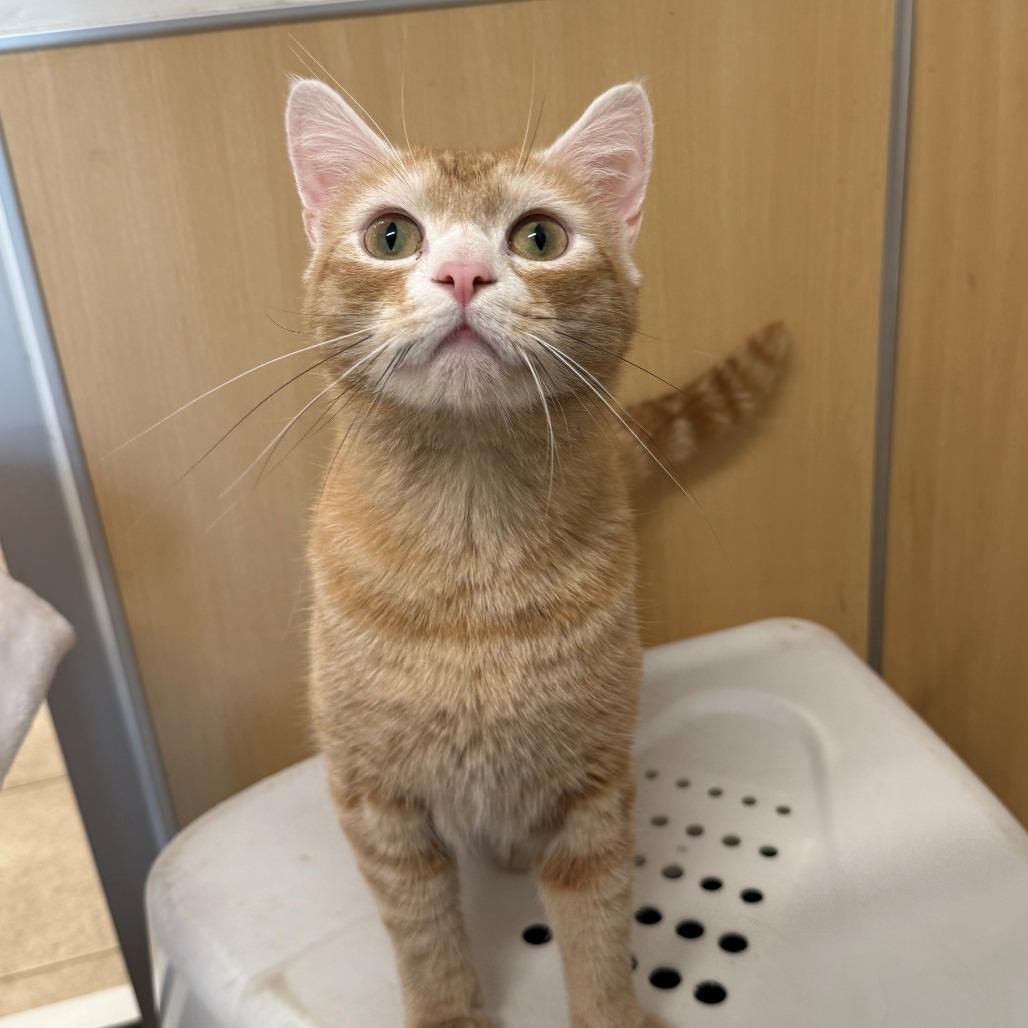 Enlarge Bernie, a Adoptable Domestic Short Hair in Branford, CT image 1/1