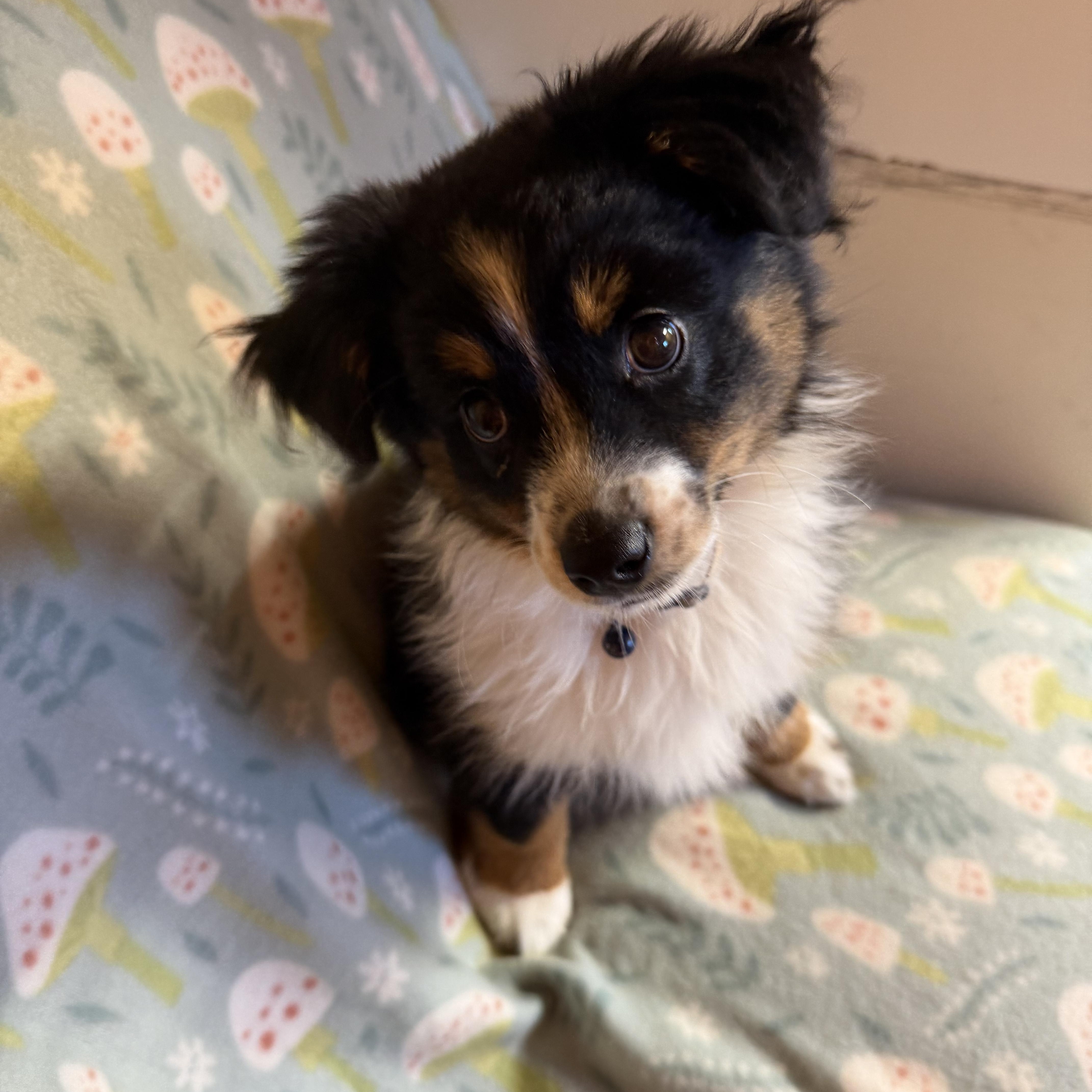 Enlarge Ladybug, an adopted Australian Shepherd in Johnston, RI image 3/3