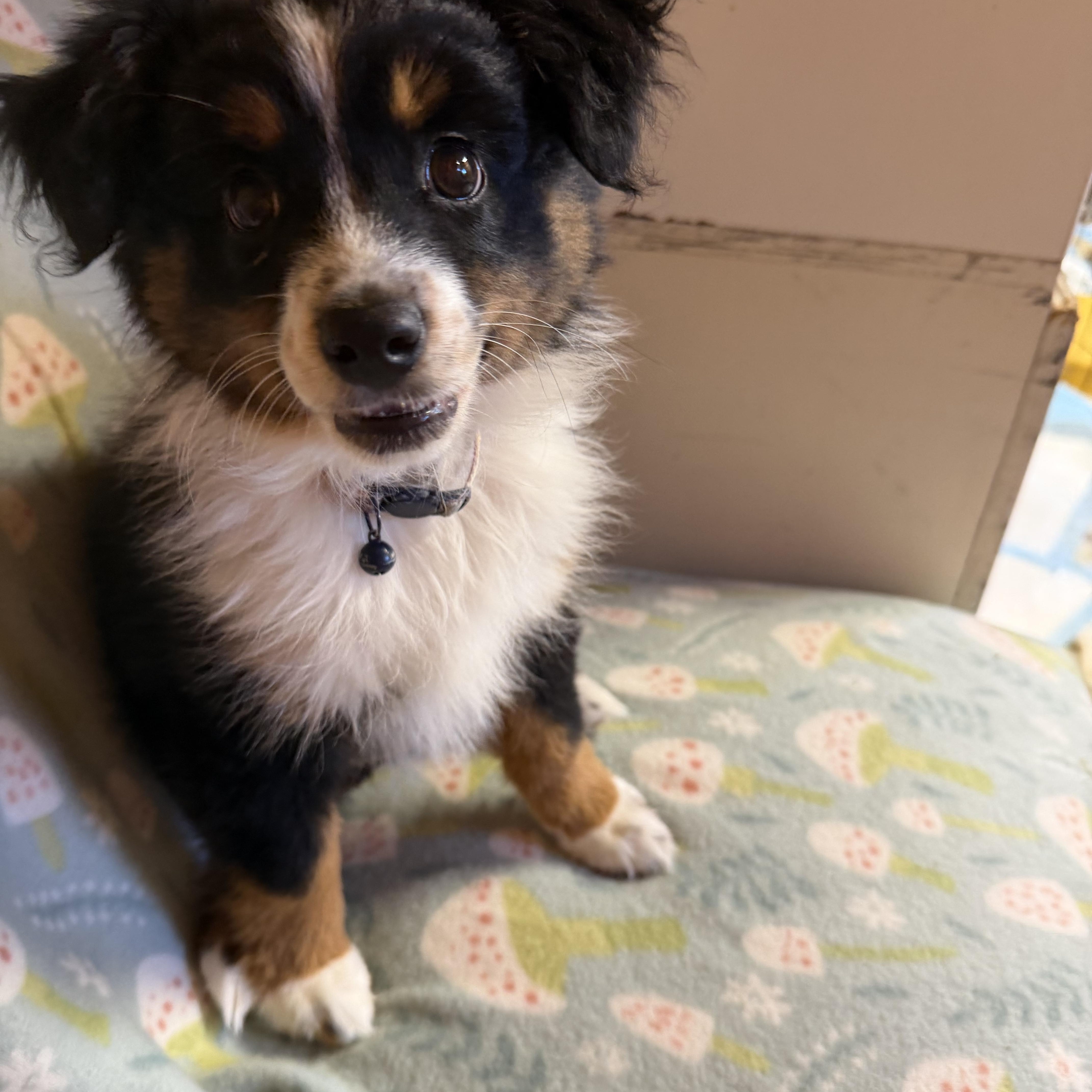 Enlarge Ladybug, an adopted Australian Shepherd in Johnston, RI image 2/3