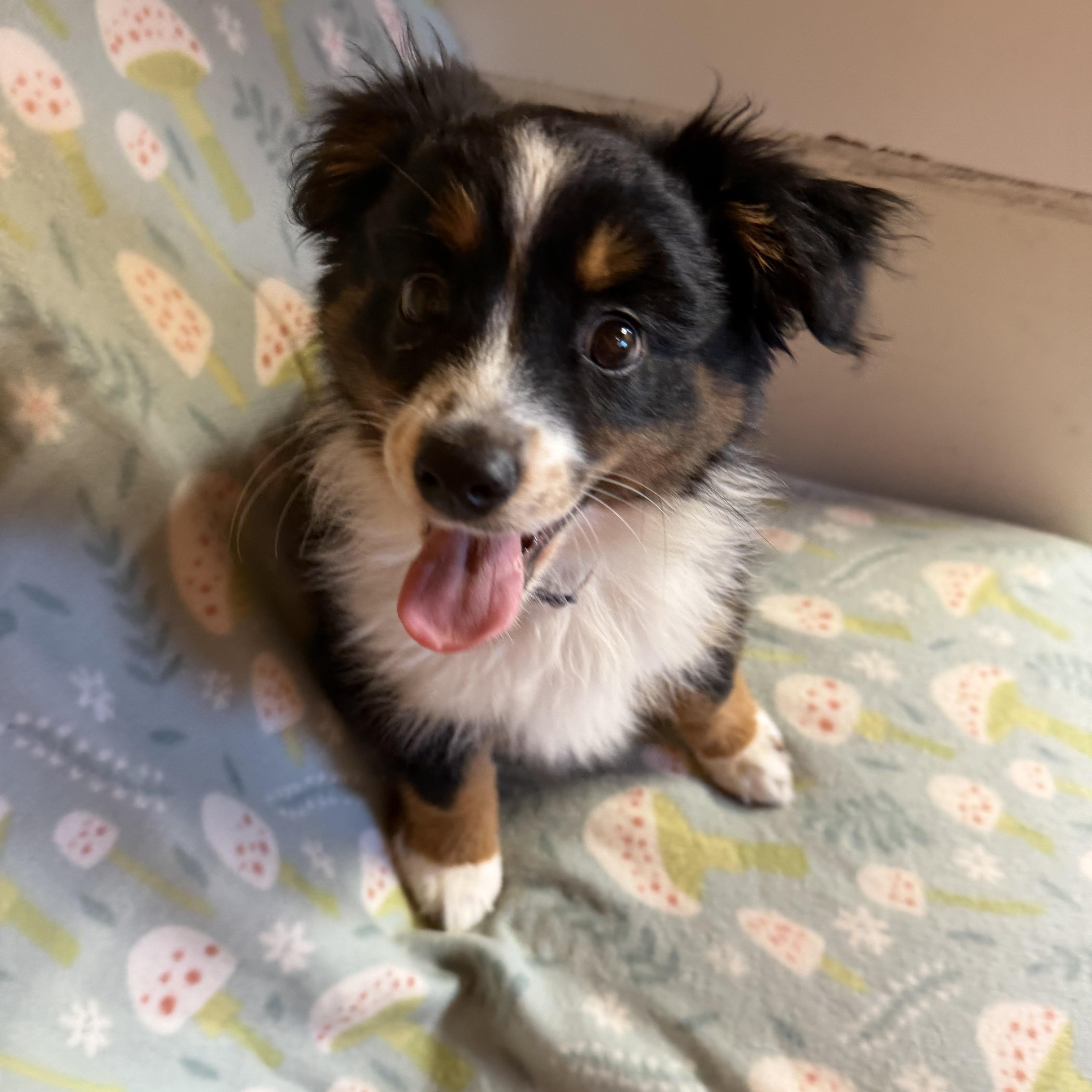 Enlarge Ladybug, an adopted Australian Shepherd in Johnston, RI image 1/3