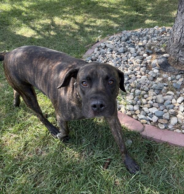 Enlarge Clover, a Adoptable mixed breed in Sioux City, IA image 1/1
