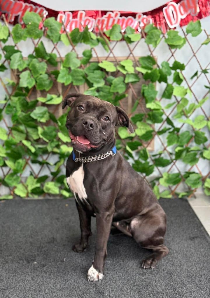 MacChiato, ADOPTABLE, Adult Female American Bulldog.