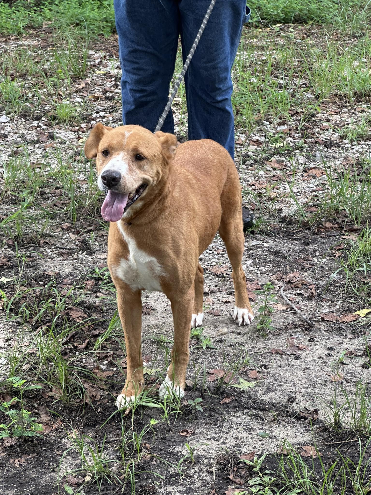 Enlarge Honey, a Adoptable mixed breed in West Gardiner, ME image 6/6