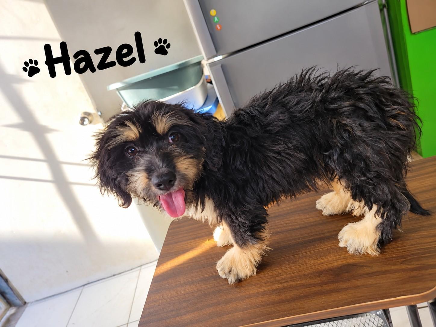 Enlarge Hazel, a Adoptable mixed breed in Poway, CA image 1/1