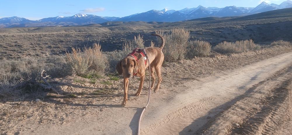 Enlarge Cali, a Adoptable mixed breed in Salmon, ID image 1/2