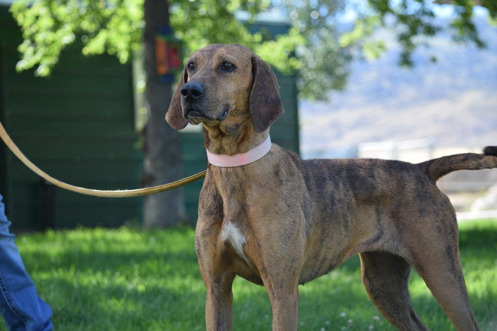 Enlarge Cali, a Adoptable mixed breed in Salmon, ID image 2/6