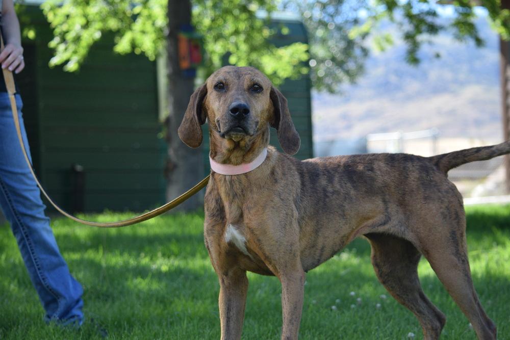 Enlarge Cali, a Adoptable mixed breed in Salmon, ID image 3/6