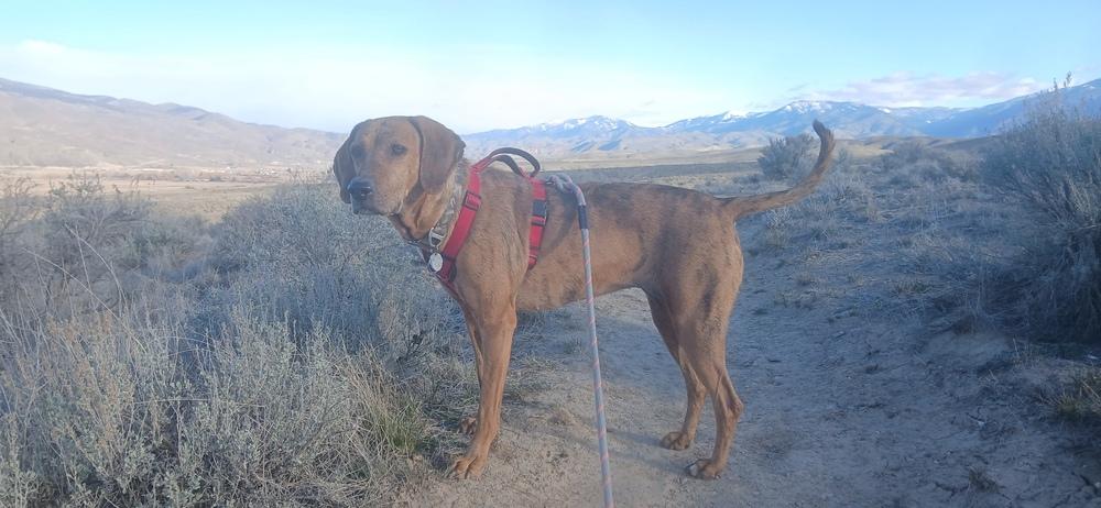 Enlarge Cali, a Adoptable mixed breed in Salmon, ID image 2/2