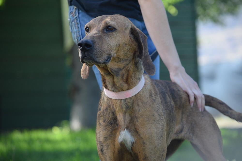 Enlarge Cali, a Adoptable mixed breed in Salmon, ID image 5/6