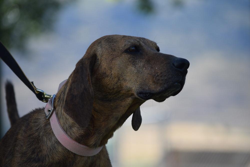 Enlarge Cali, a Adoptable mixed breed in Salmon, ID image 6/6