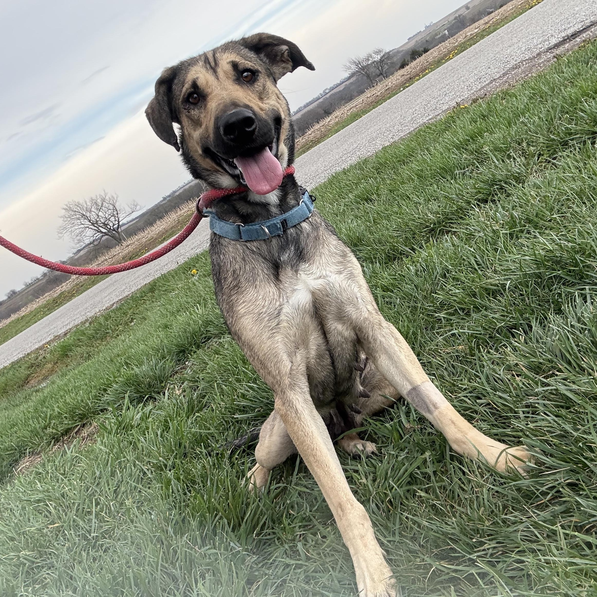 Niko, a Adoptable mixed breed in Hiawatha, KS image 3/4