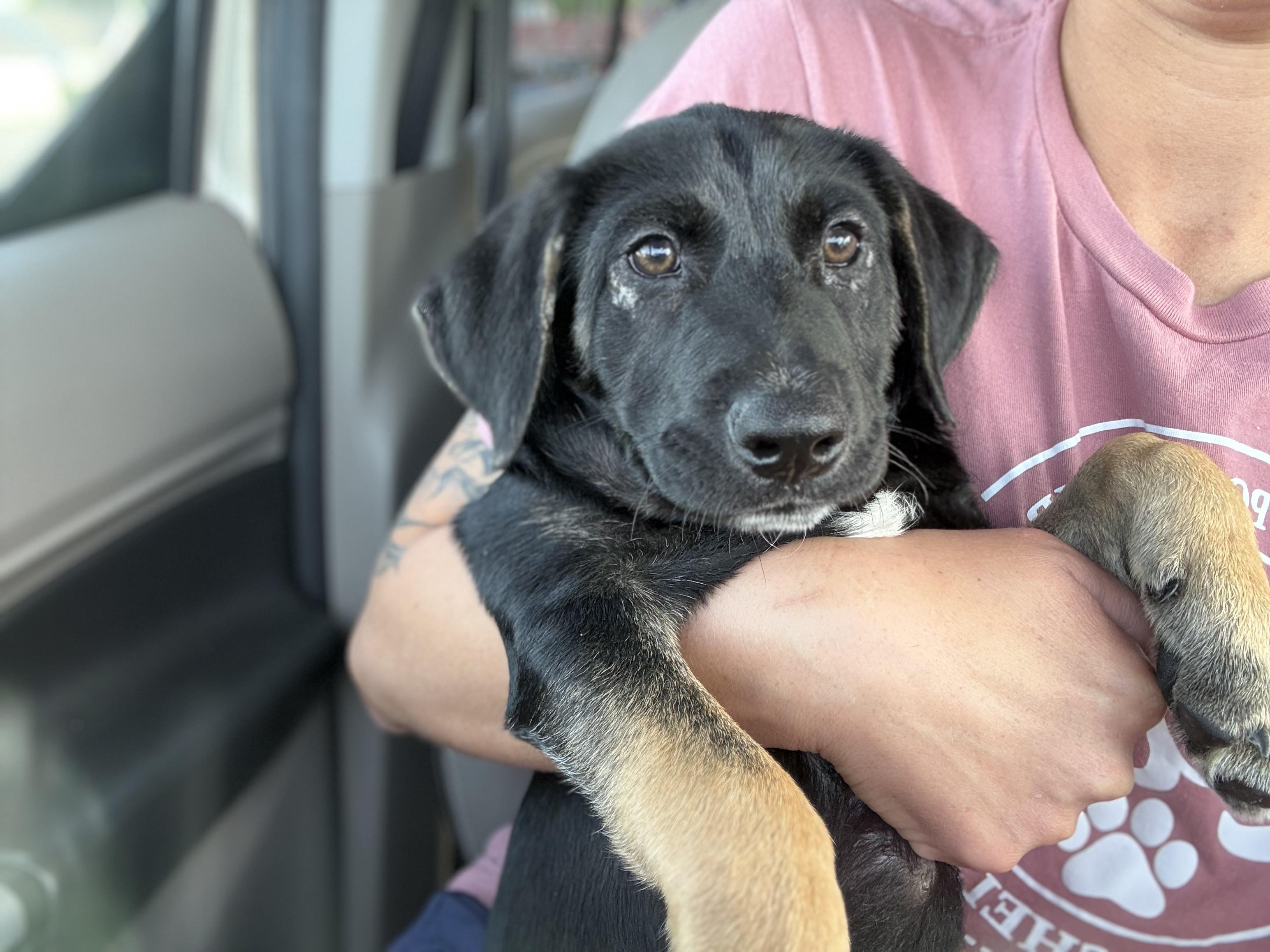 Niko, Adoptable, Puppy Male Shepherd & Hound.