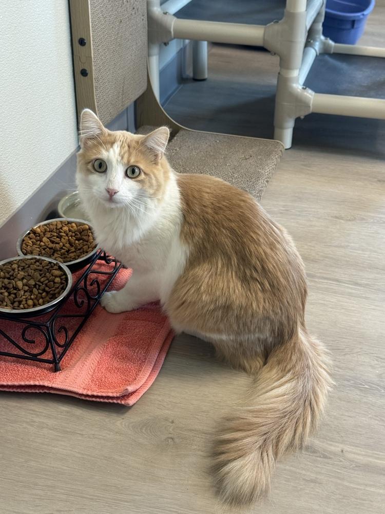 Monty, Adoptable, Adult Male Domestic Long Hair.