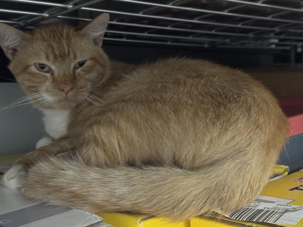 Monty, Adoptable, Adult Male Domestic Long Hair.
