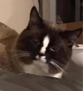 Frank, Adopted, Adult Male Siamese & Snowshoe.