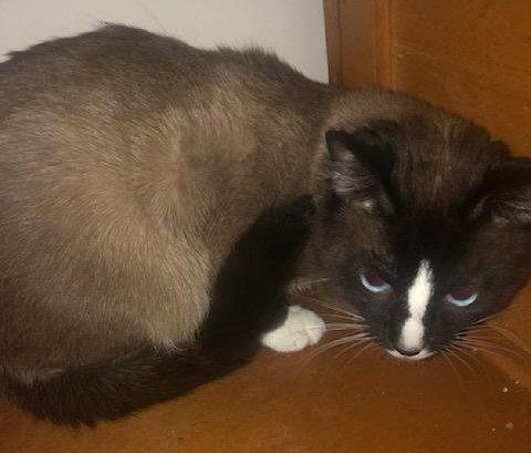 Frank, a Adopted mixed breed in Norwood, OH image 2/3